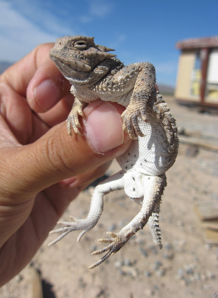 Horned Lizard
